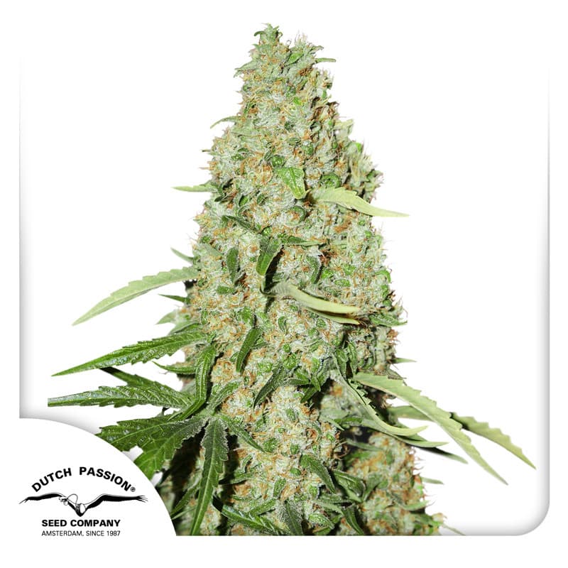 Grapes N Cream Strain Fast Version Feminized Marijuana Seeds | Crop King Seeds