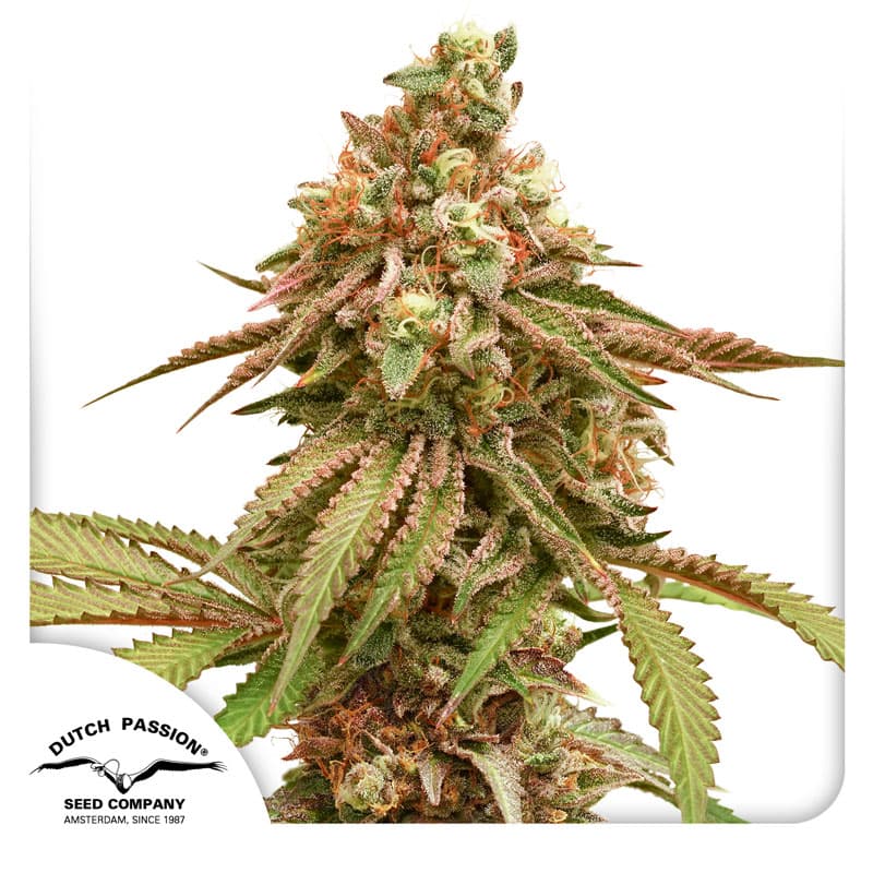 Tropical Tangie Feminized Seeds