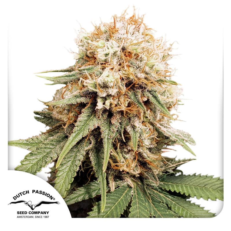 White Widow Seeds