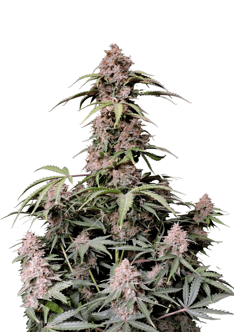 Amnesia Z Auto Seeds