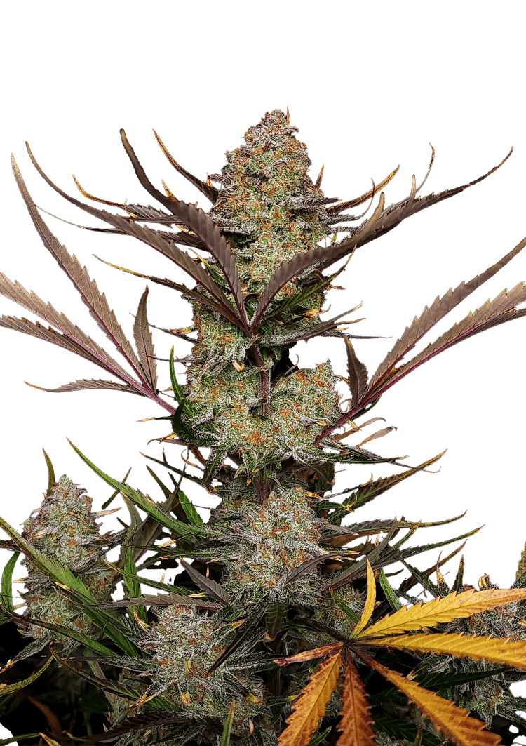 Apple Strudel Auto Seeds