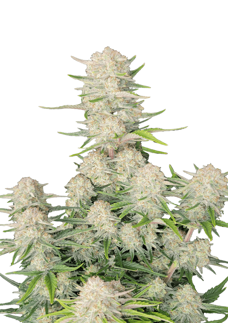 Apricot Auto Seeds