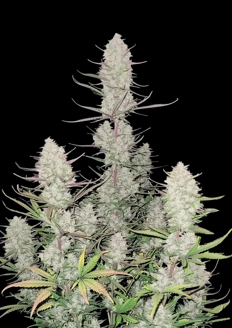 Banana Guava Auto Seeds