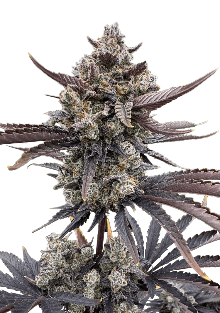 Banana Purple Punch Auto RF3 Seeds