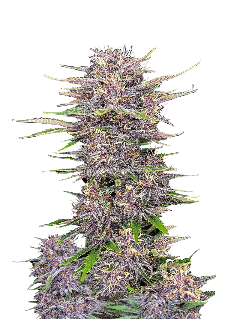 Banana Purple Punch Auto Seeds