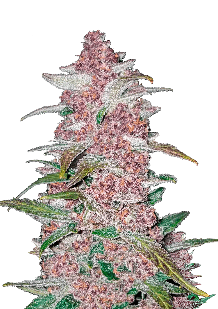 Blackberry Auto Seeds