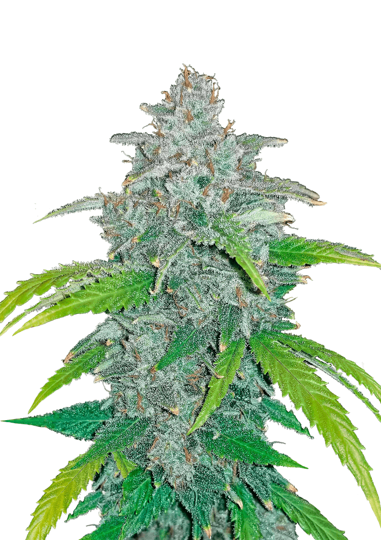 Blue Dream Auto Seeds Seeds