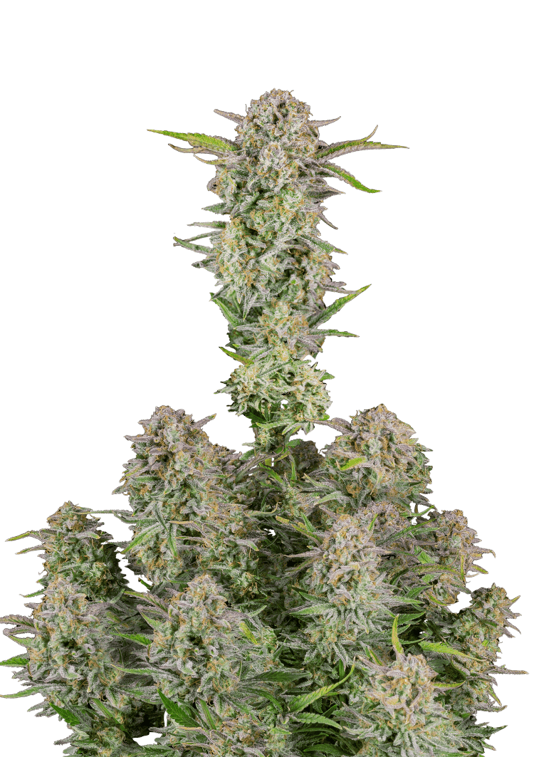 Bruce Banner Auto Seeds Seeds