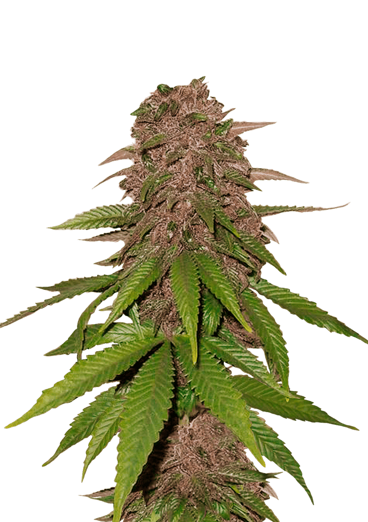 C4 Auto Seeds