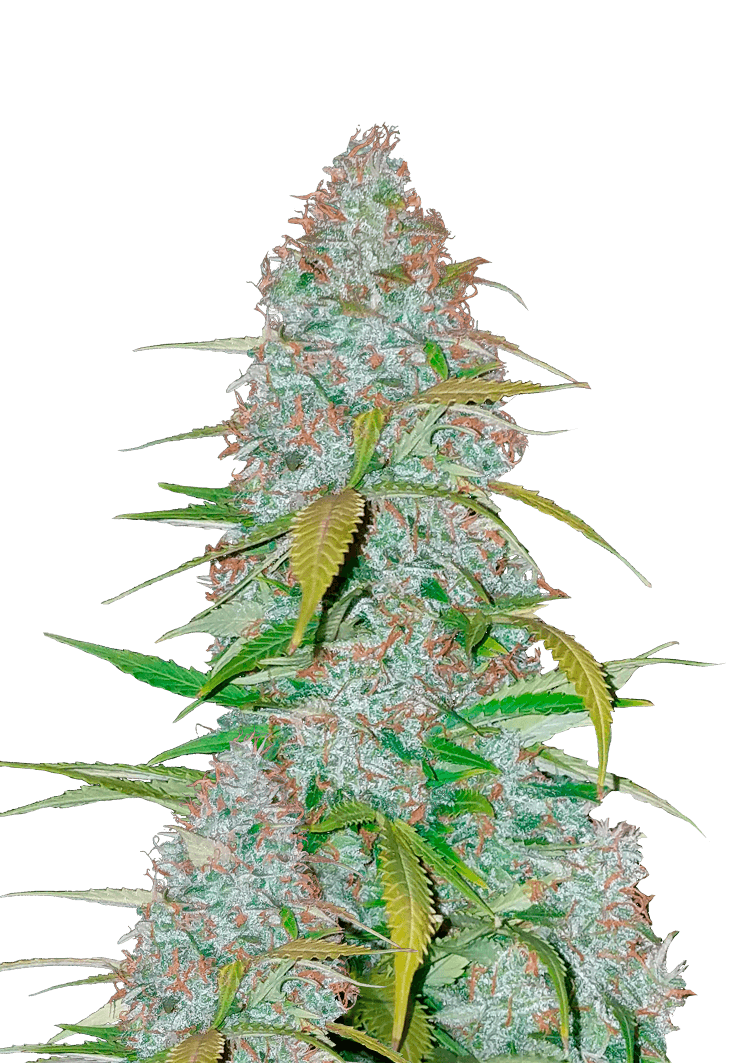 Californian Snow Auto Seeds