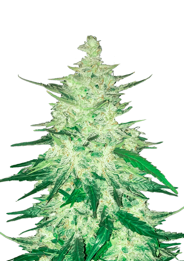 CBD Auto 1:1 (CBD Crack) Seeds