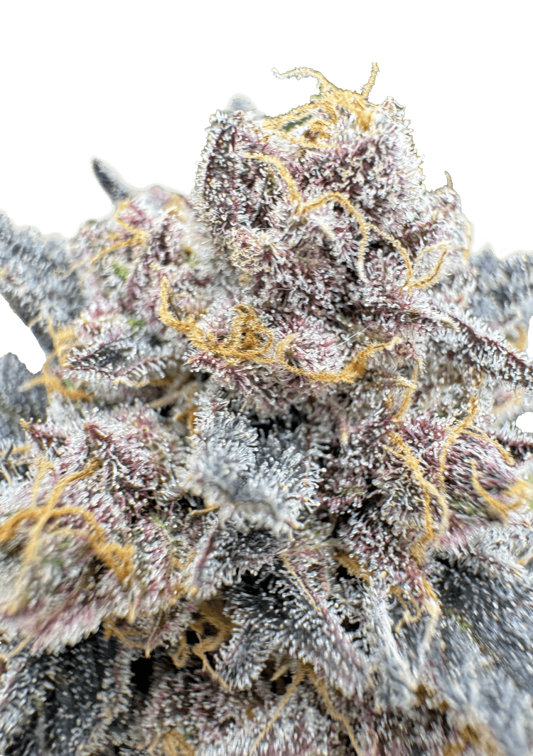 Cherry Cola Auto RF3 Seeds