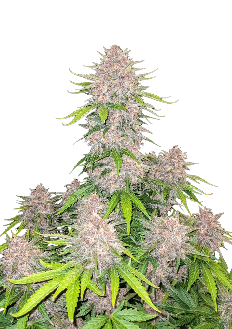 Cherry Cola Auto Seeds