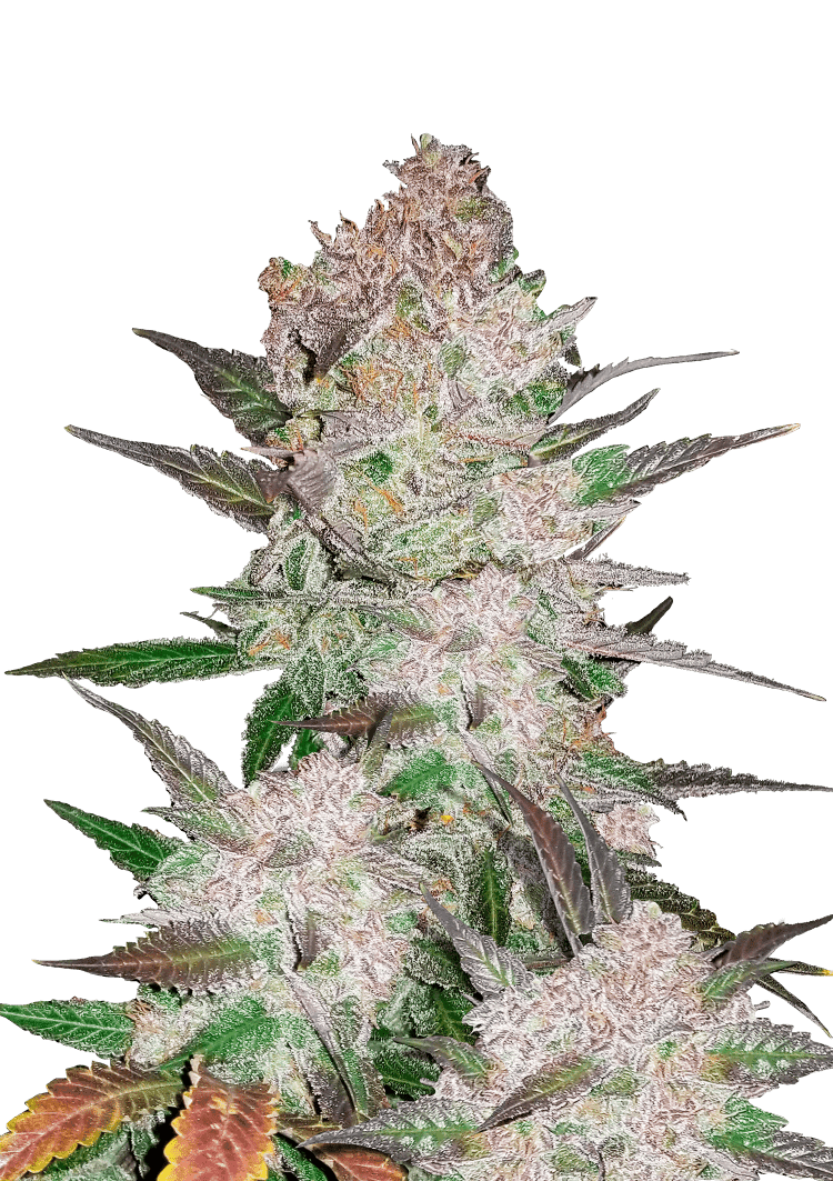 Cream Cookies Auto Seeds