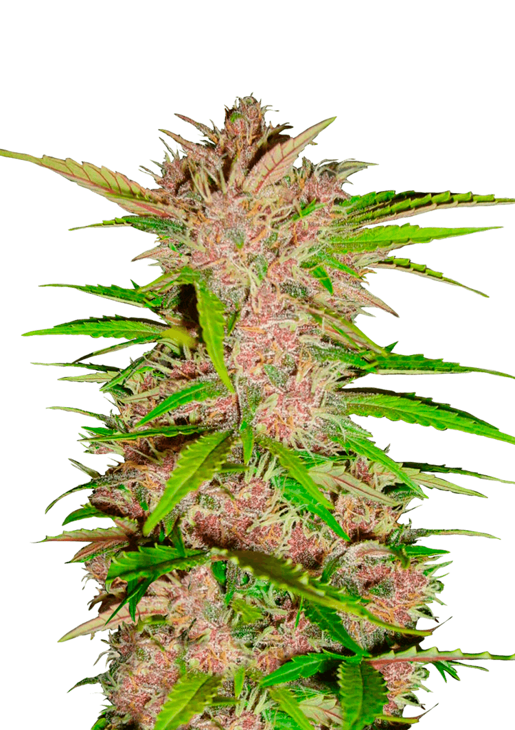 Fastberry Auto Seeds