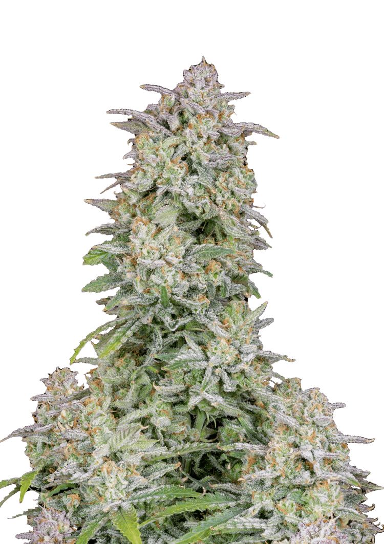 Forbidden Runtz Auto Seeds