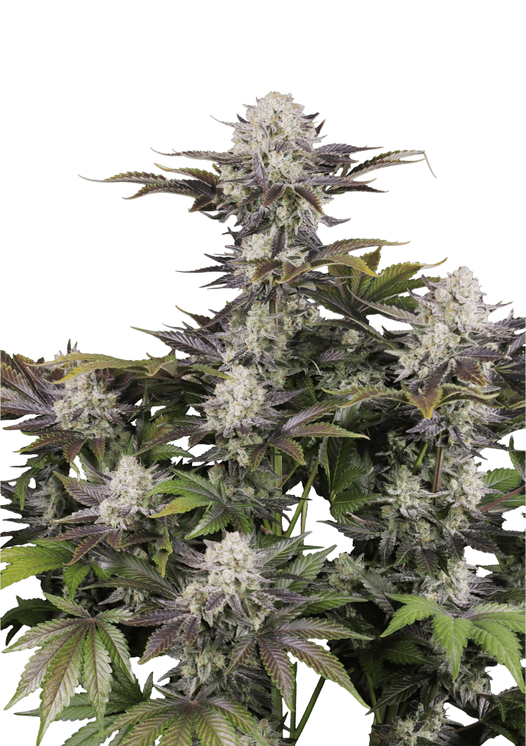 Frostbanger Auto Seeds