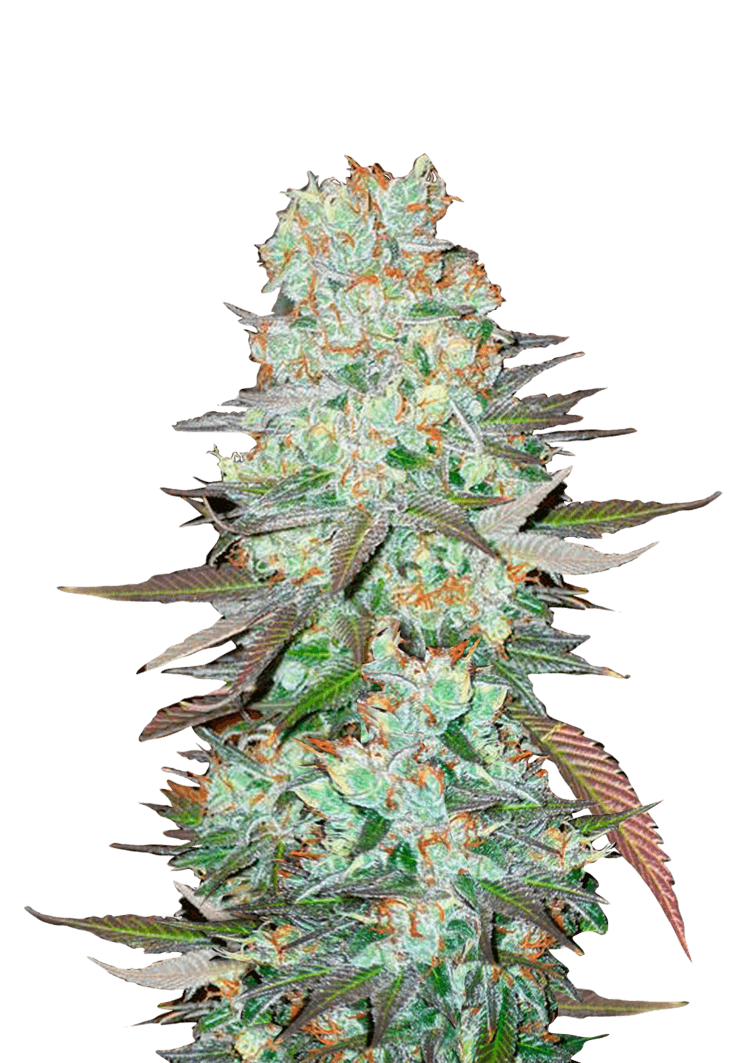 G14 Auto Seeds