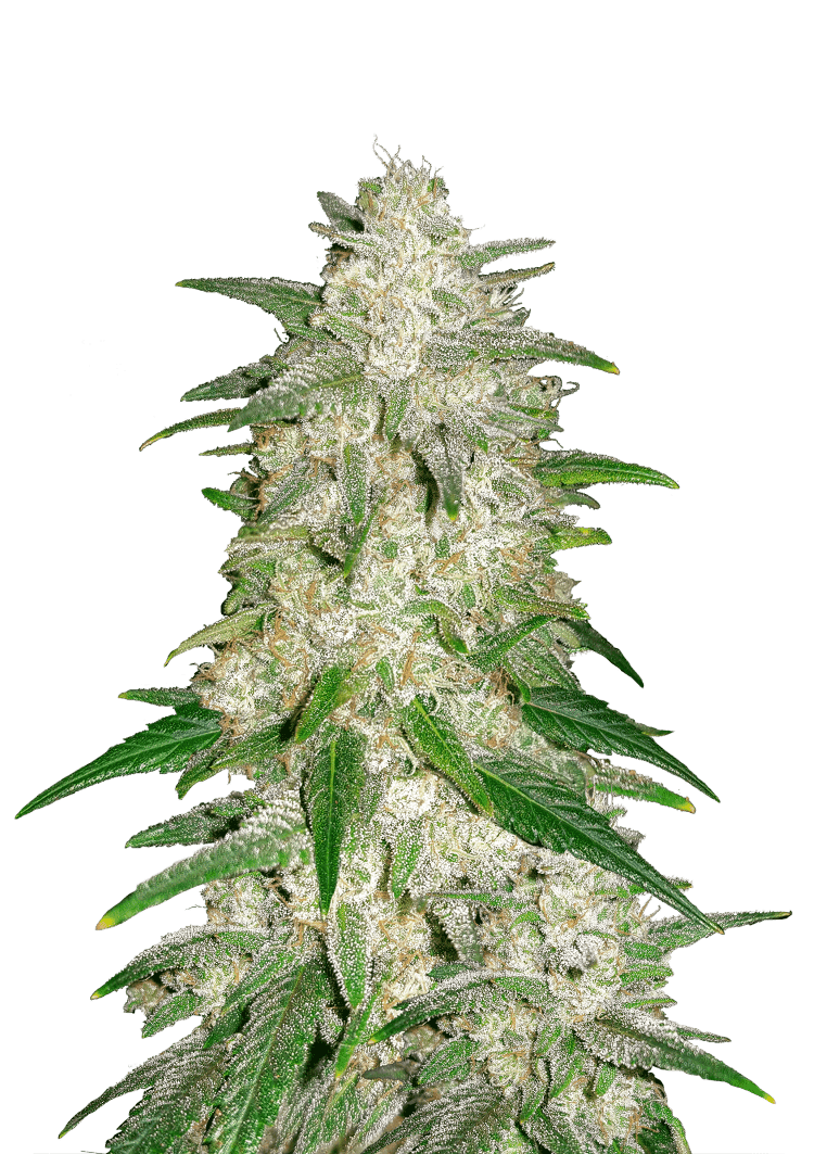 Gelato Auto Seeds