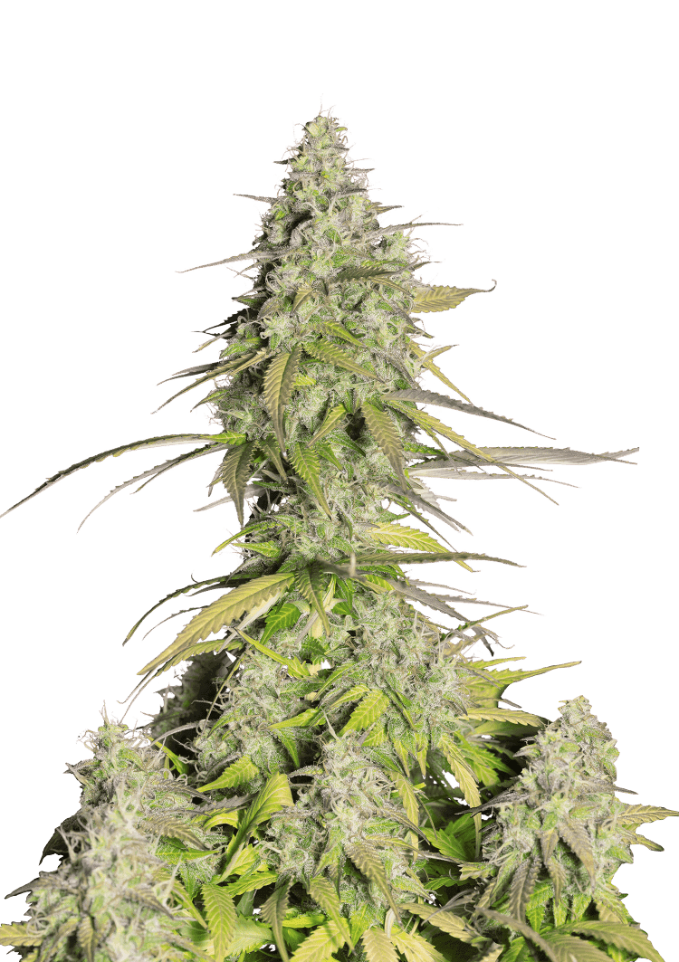 Girl Scout Cookies Auto Seeds