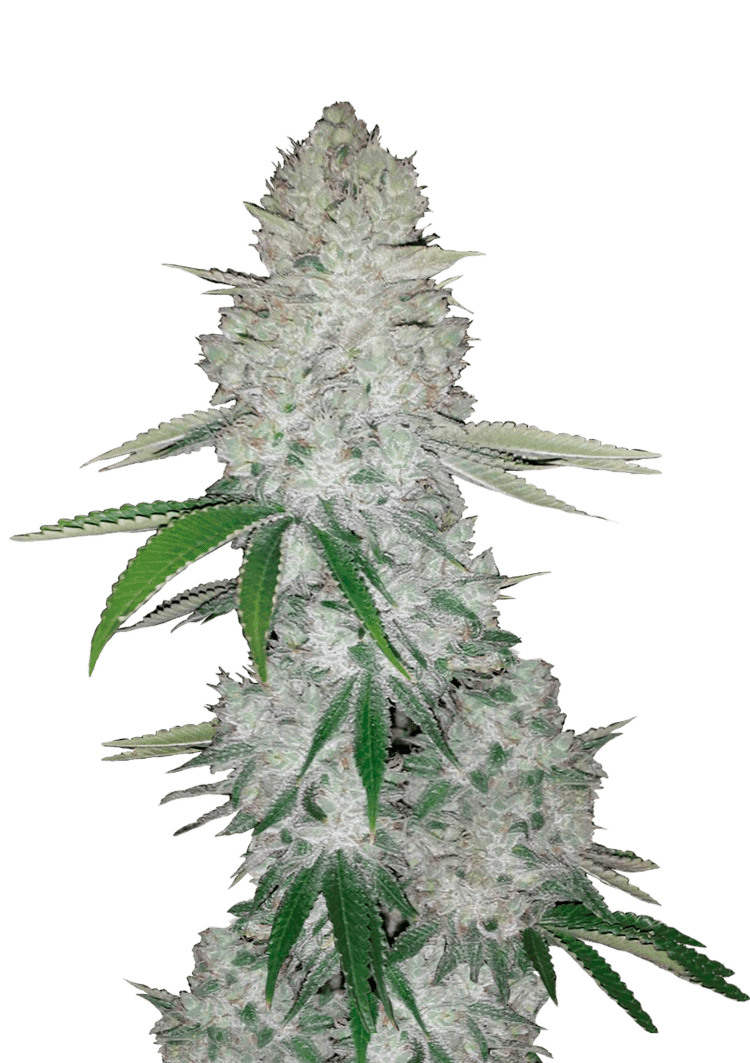 Gorilla Auto Seeds