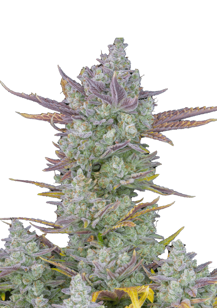 Gorilla Cookies Auto Seeds