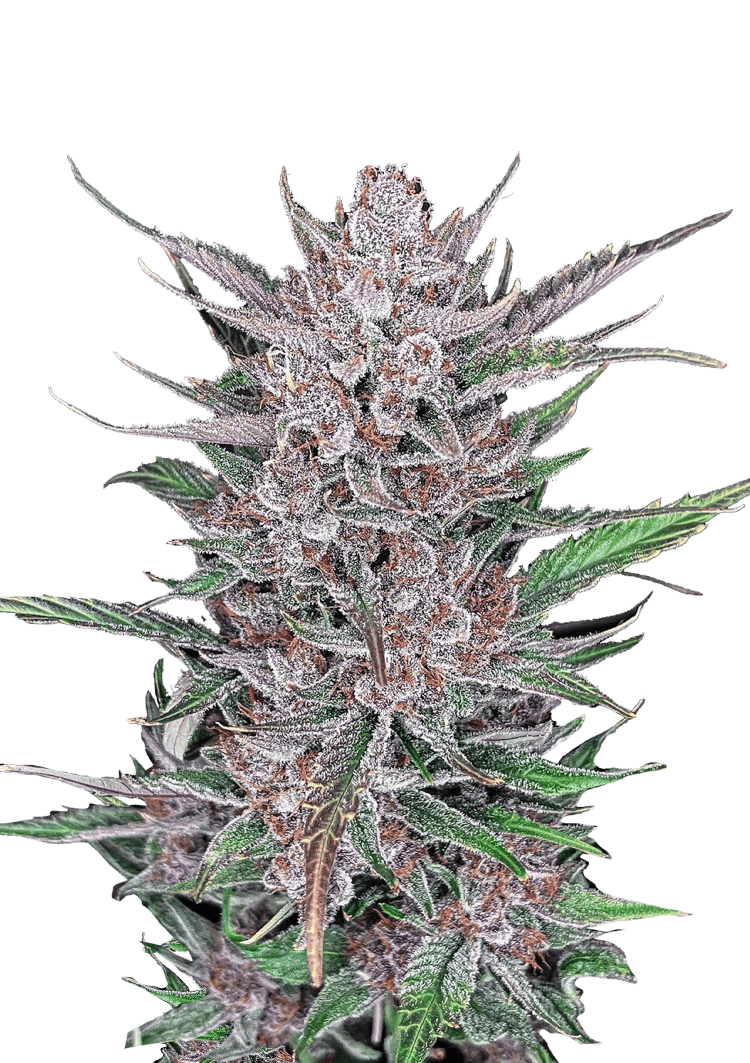 Gorilla Punch Auto Seeds