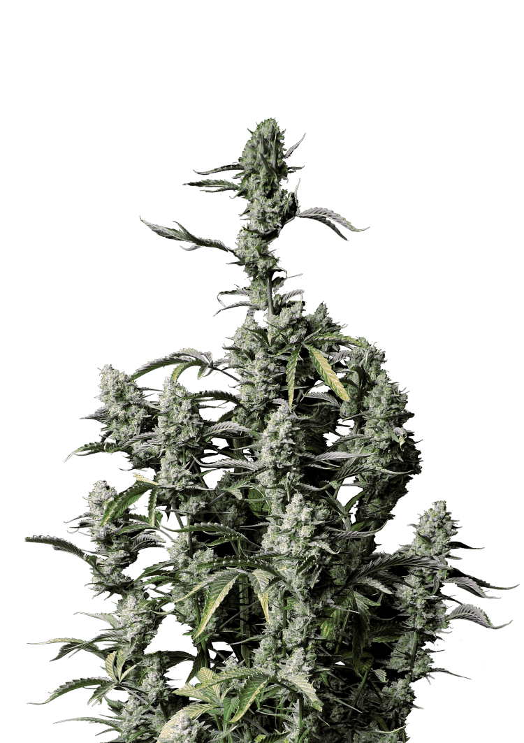 Gorilla Z Auto Seeds