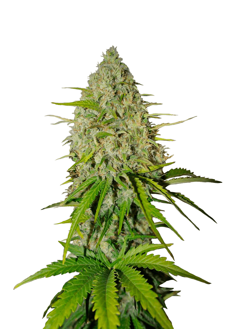 Grapefruit Auto Seeds