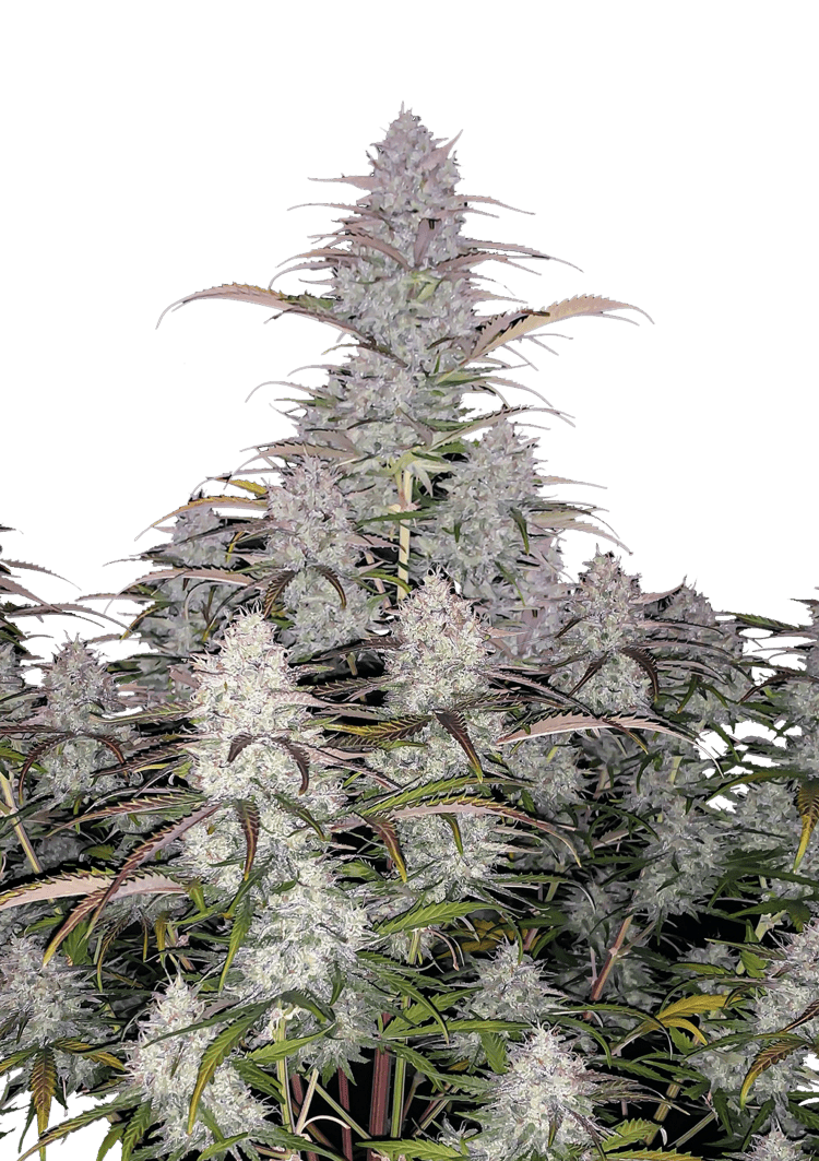 Green Crack Auto Seeds
