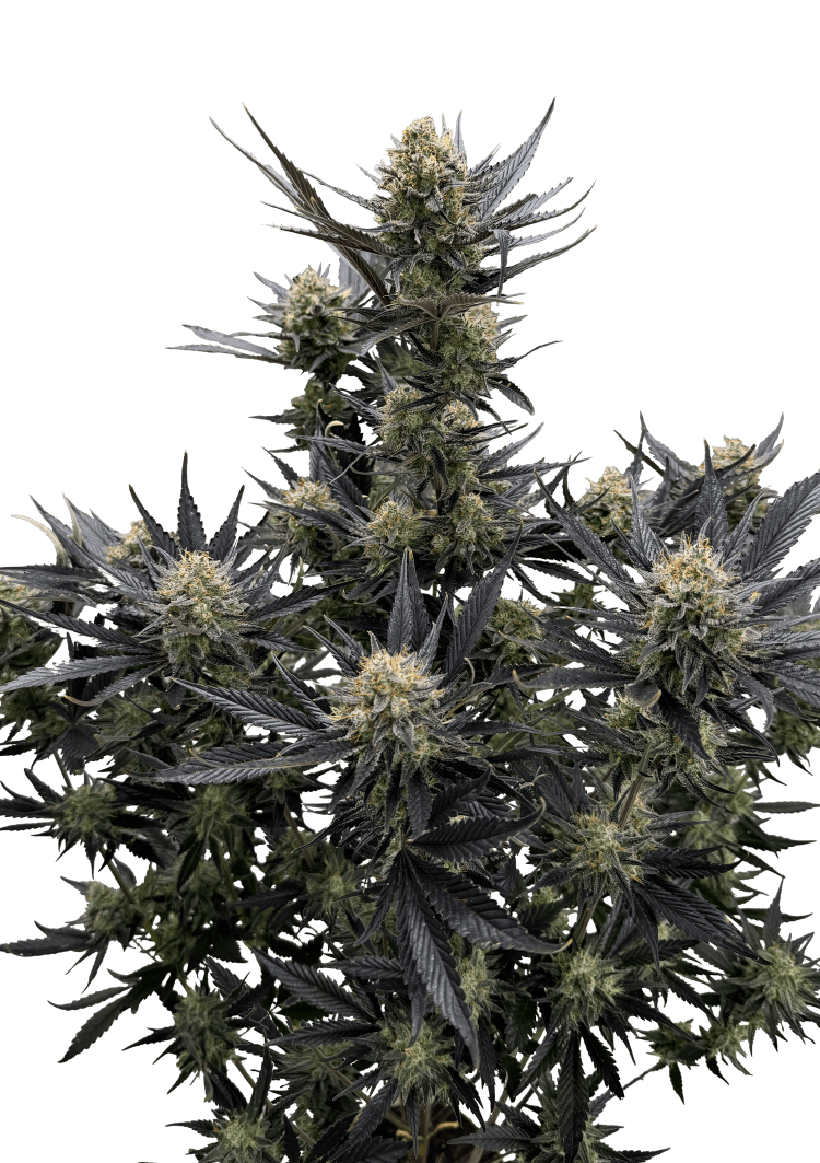 Guava Auto RF3 Seeds