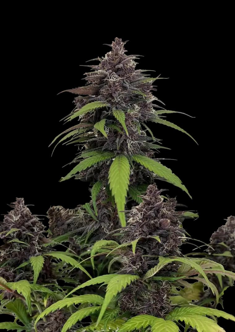 Guava Runtz Auto Seeds