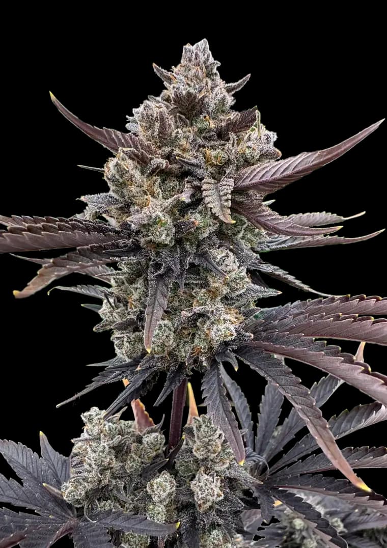Guava Sundae Auto Seeds