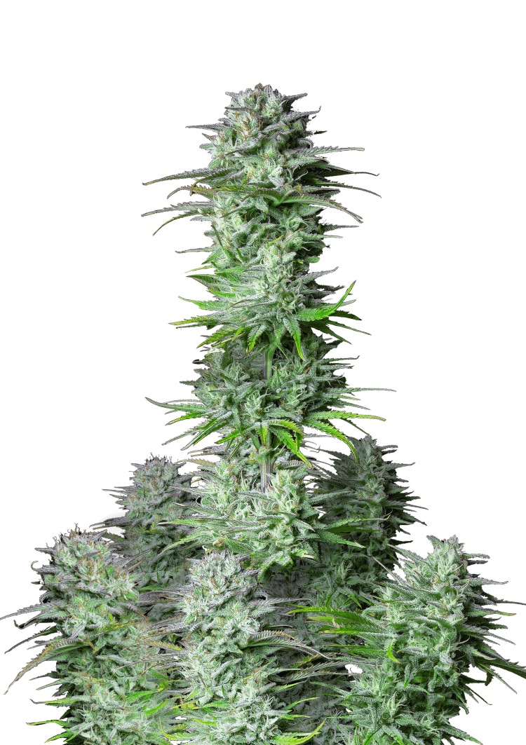 Kosher Cake Auto Seeds