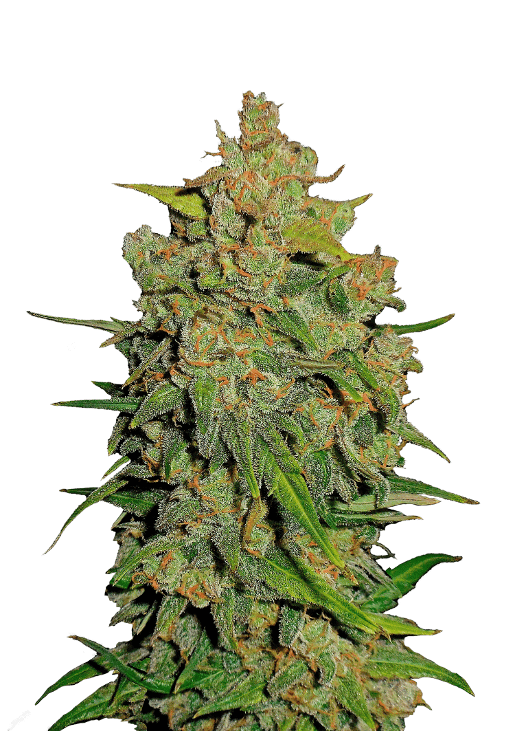 Lemon AK Auto Seeds
