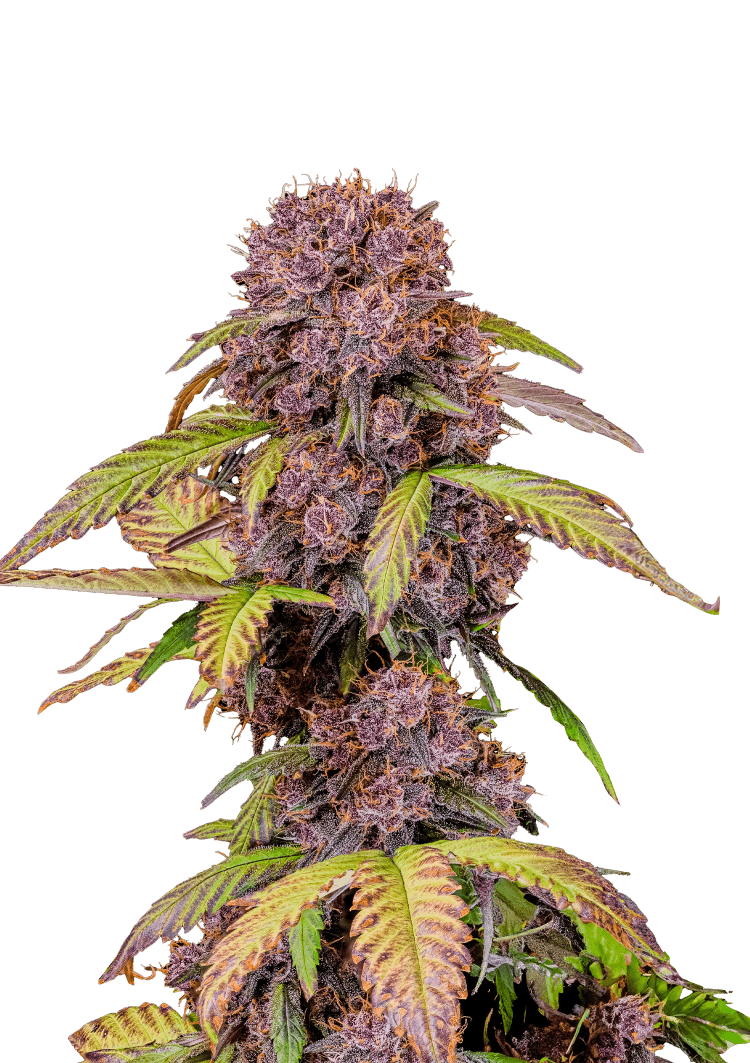 Lemon Cherry Cookies Auto Seeds