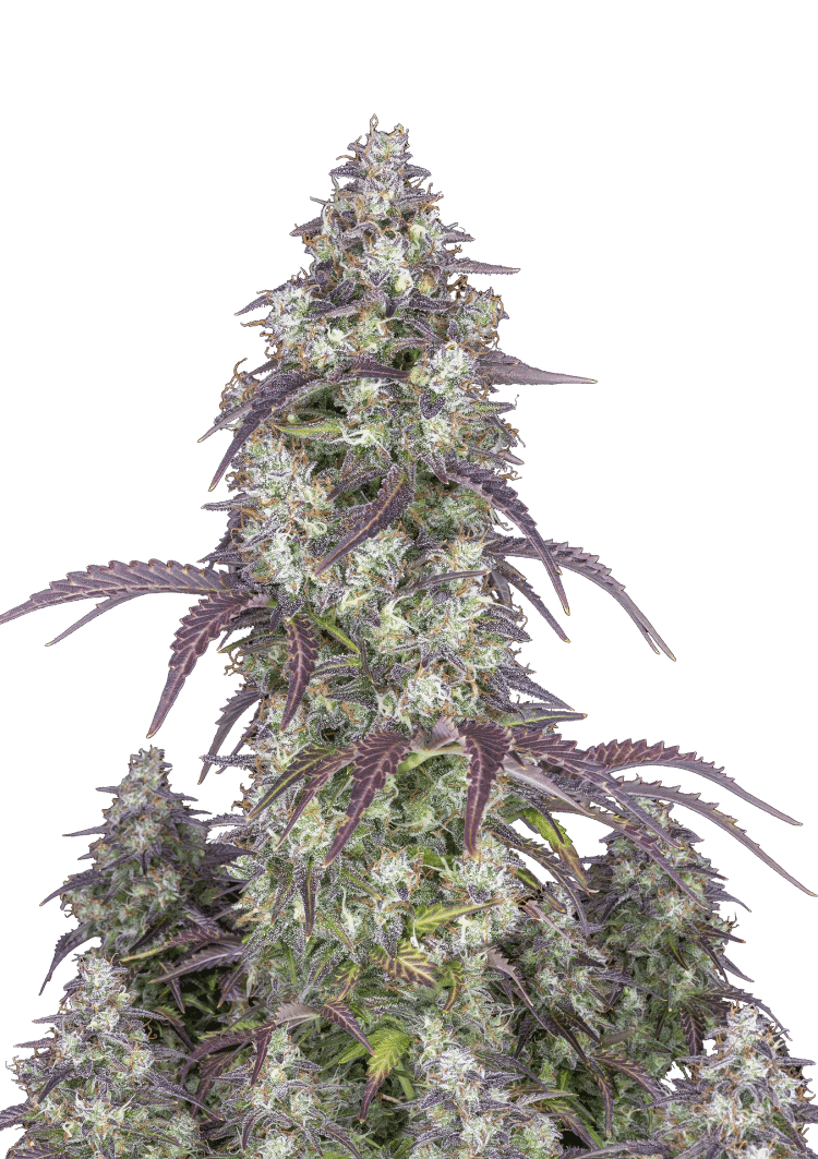 Lemon Pie Auto Seeds