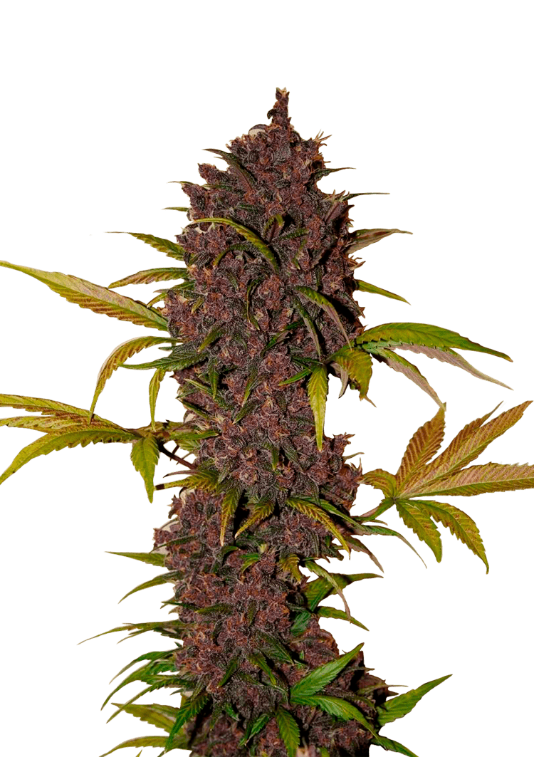 LSD-25 Auto Seeds