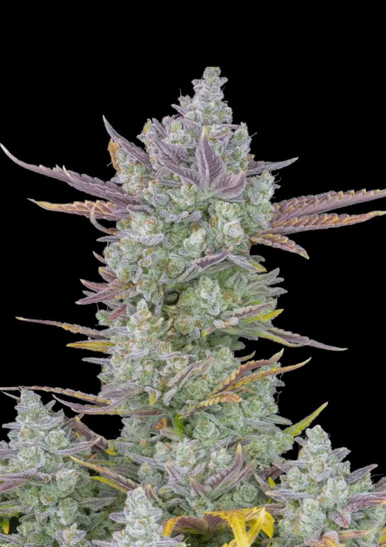 Mendo Frost Auto Seeds