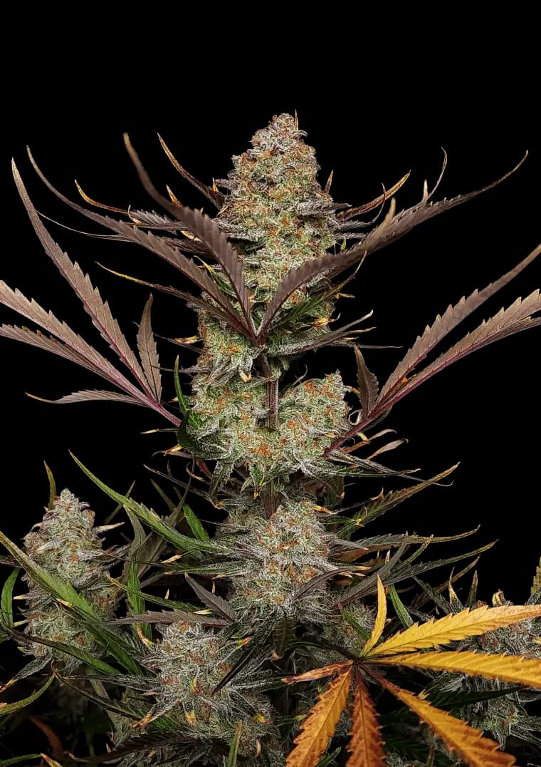 Mendo Guava Auto Seeds