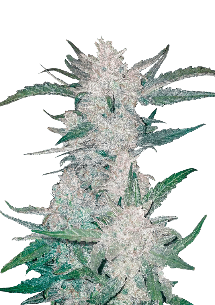 Mexican Airlines Auto Seeds