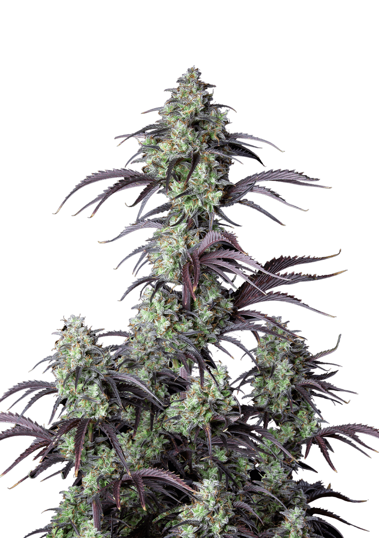 Mimosa Cake Auto Seeds