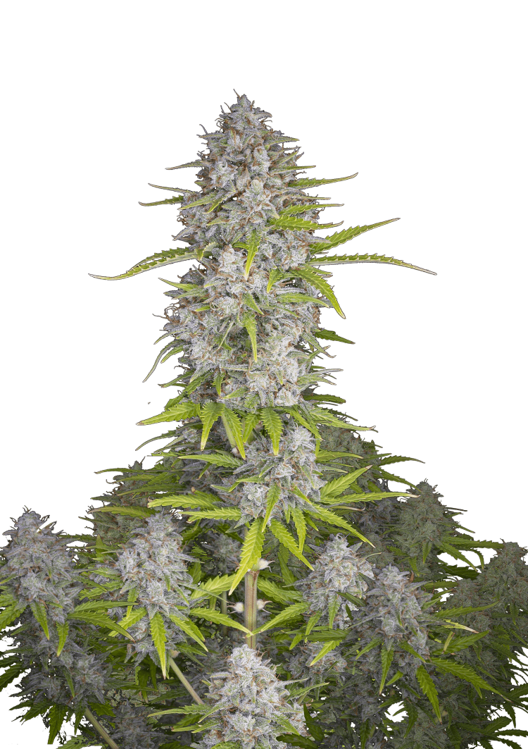 Orange Sherbet Auto Seeds