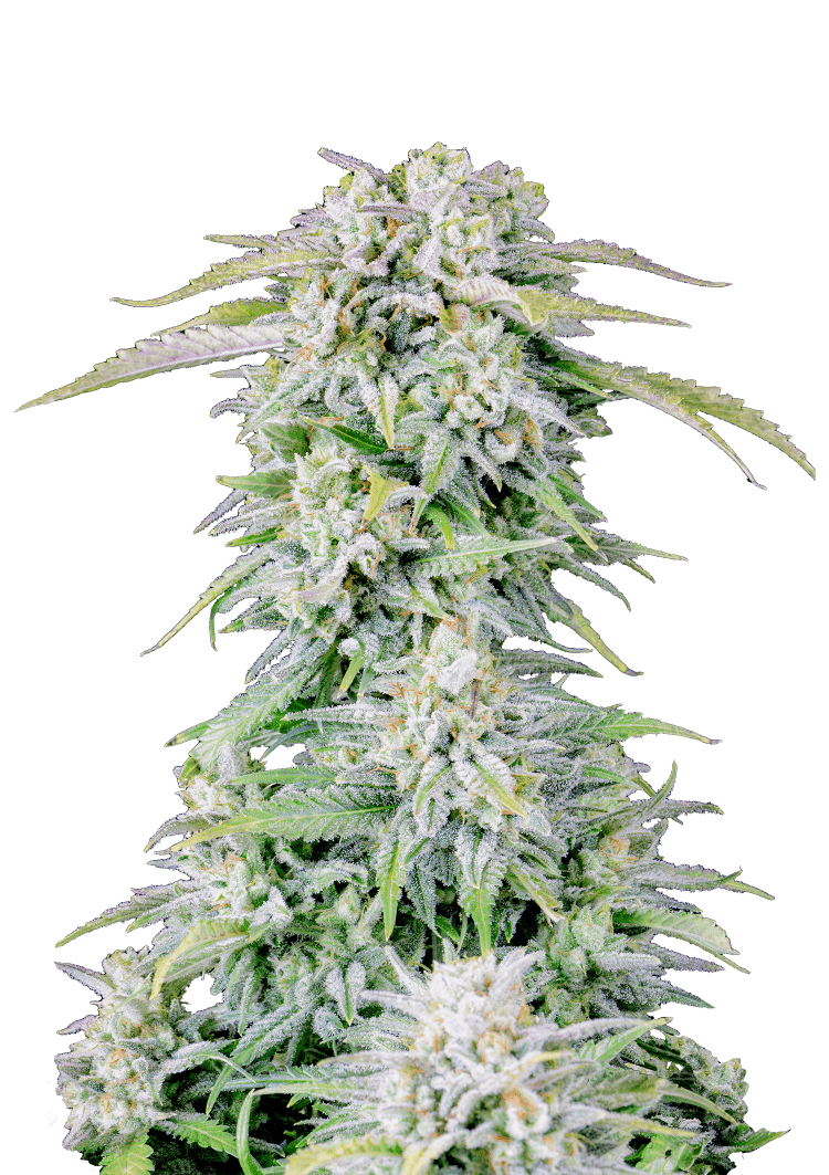 Afghan Kush Auto Seeds