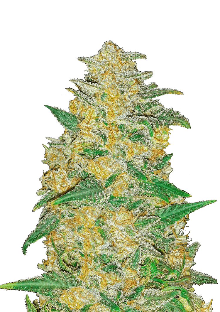 AK Auto Seeds