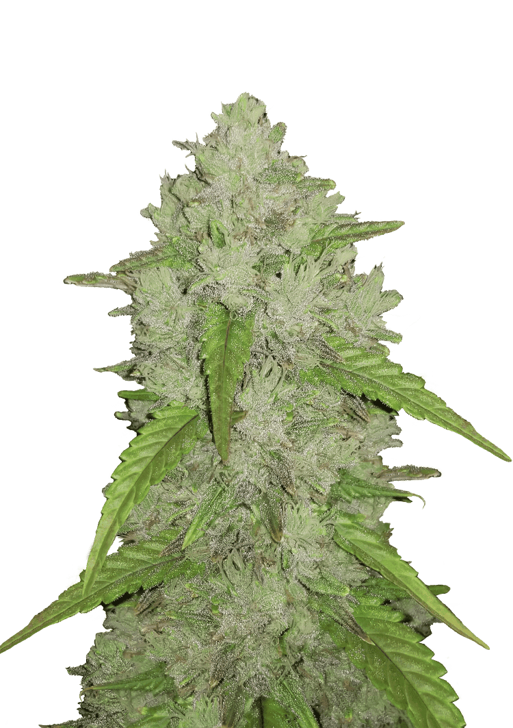 Amnesia Haze Auto Seeds
