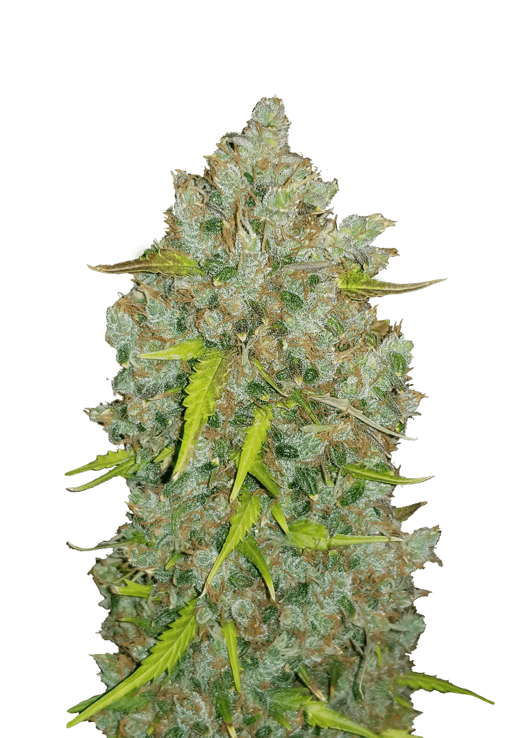 Bubblegum Strain Auto Seeds