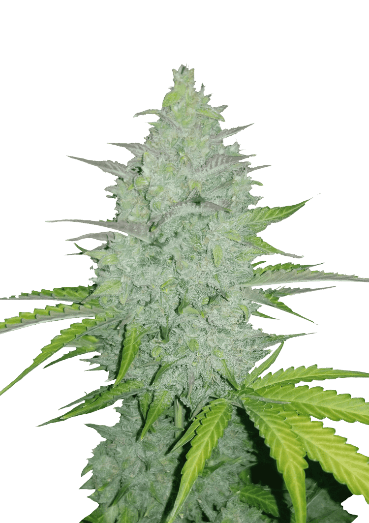 Cheese Auto Seeds