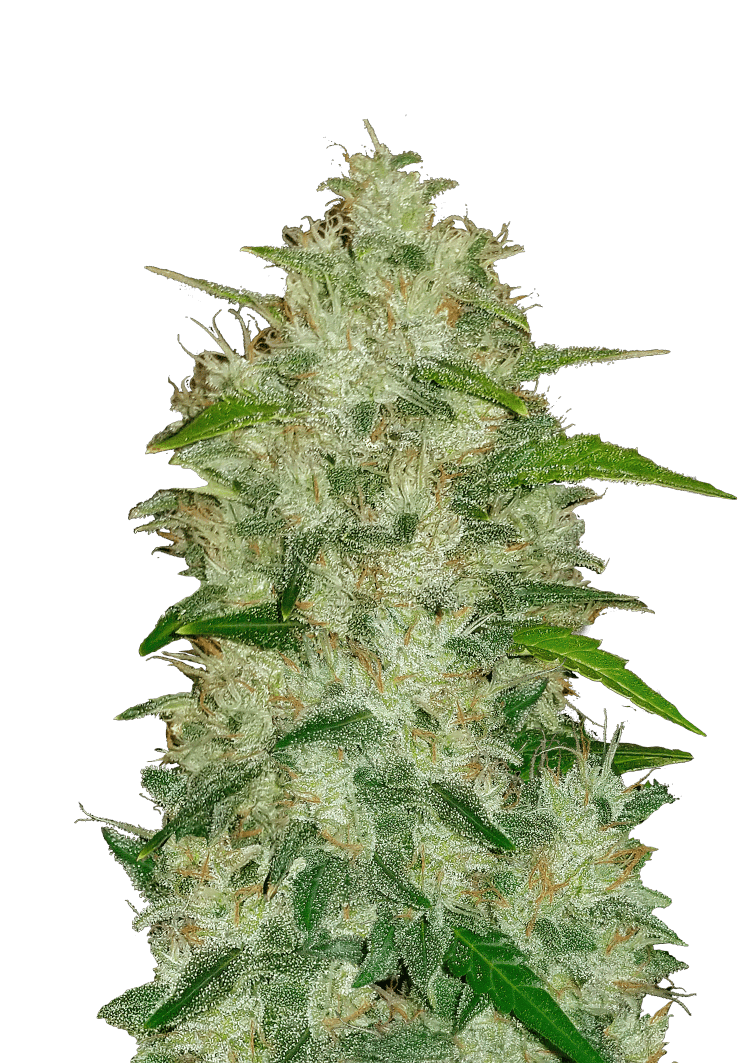 Chemdawg Auto Seeds