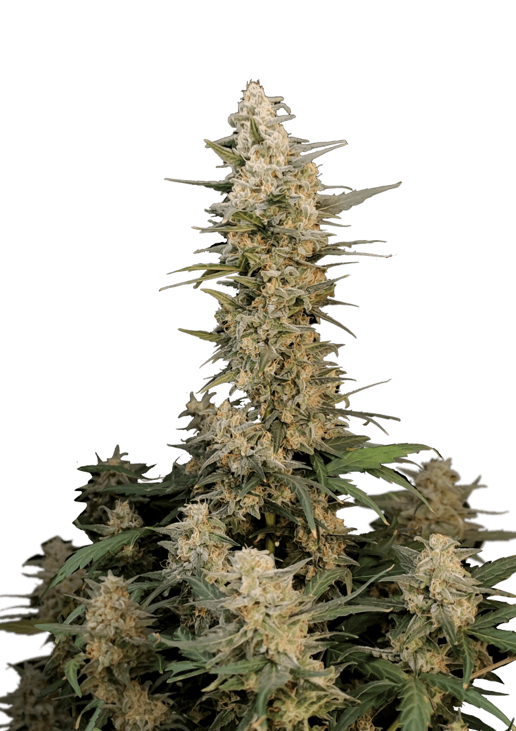 Critical Auto Seeds Seeds